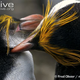 Illustration for article titled Flightless Friday - The Complete Penguin